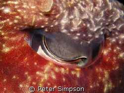 A little abstract, The eye of a cuttlefish, taken at Indi... by Peter Simpson 
